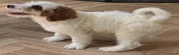 Australian Labradoodle dogs for sale: Multi-Gen Australian Labradoodle Puppies - Advert 26