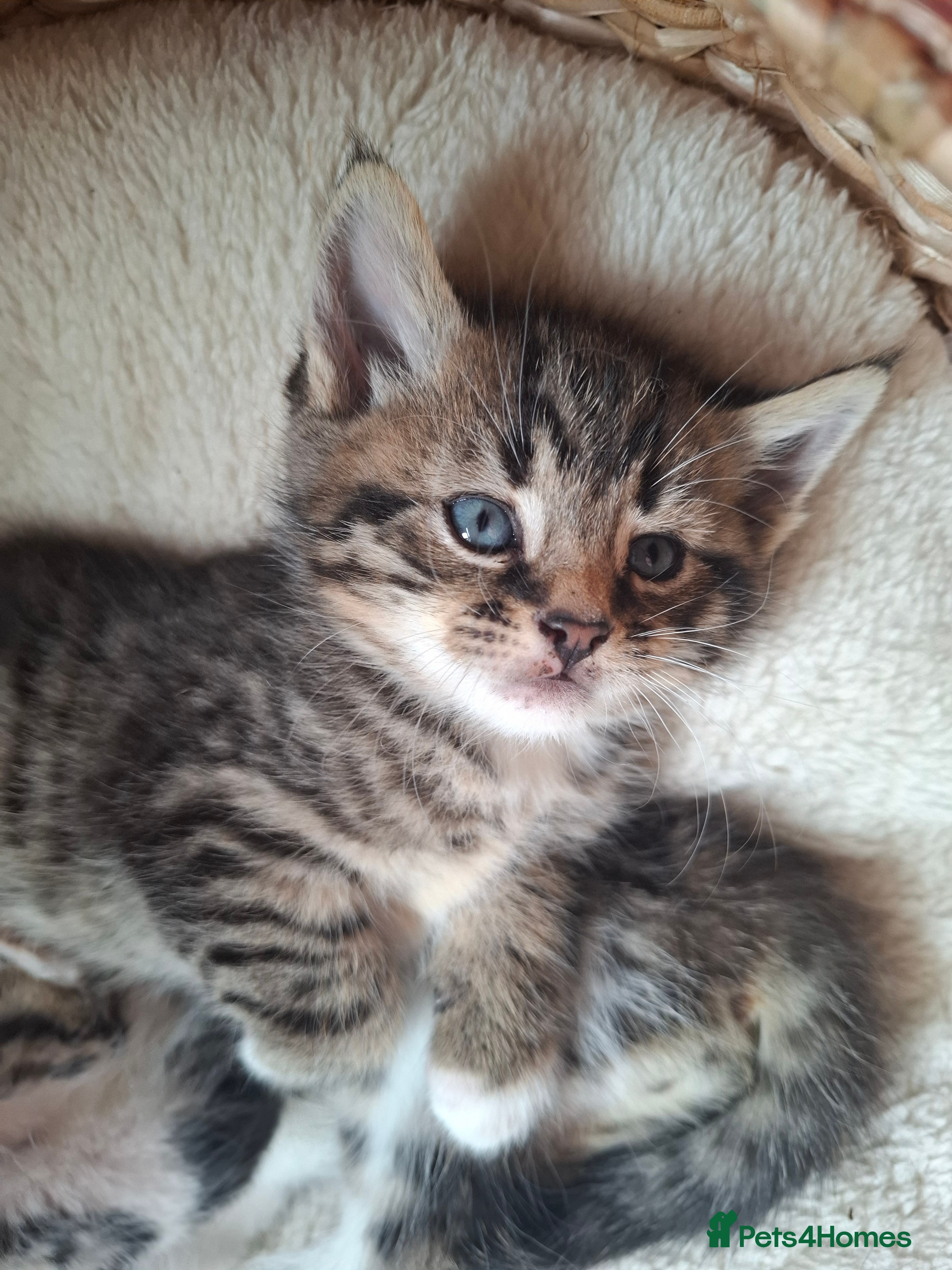 Mixed Breed cats 5 fluffy chunky main coon cross *2 LEFT AVAILABLE - Advert 22