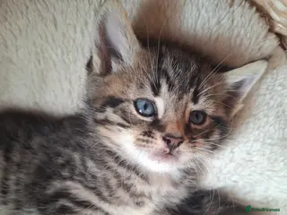 Mixed Breed cats 5 fluffy chunky main coon cross *2 LEFT AVAILABLE - Advert 22