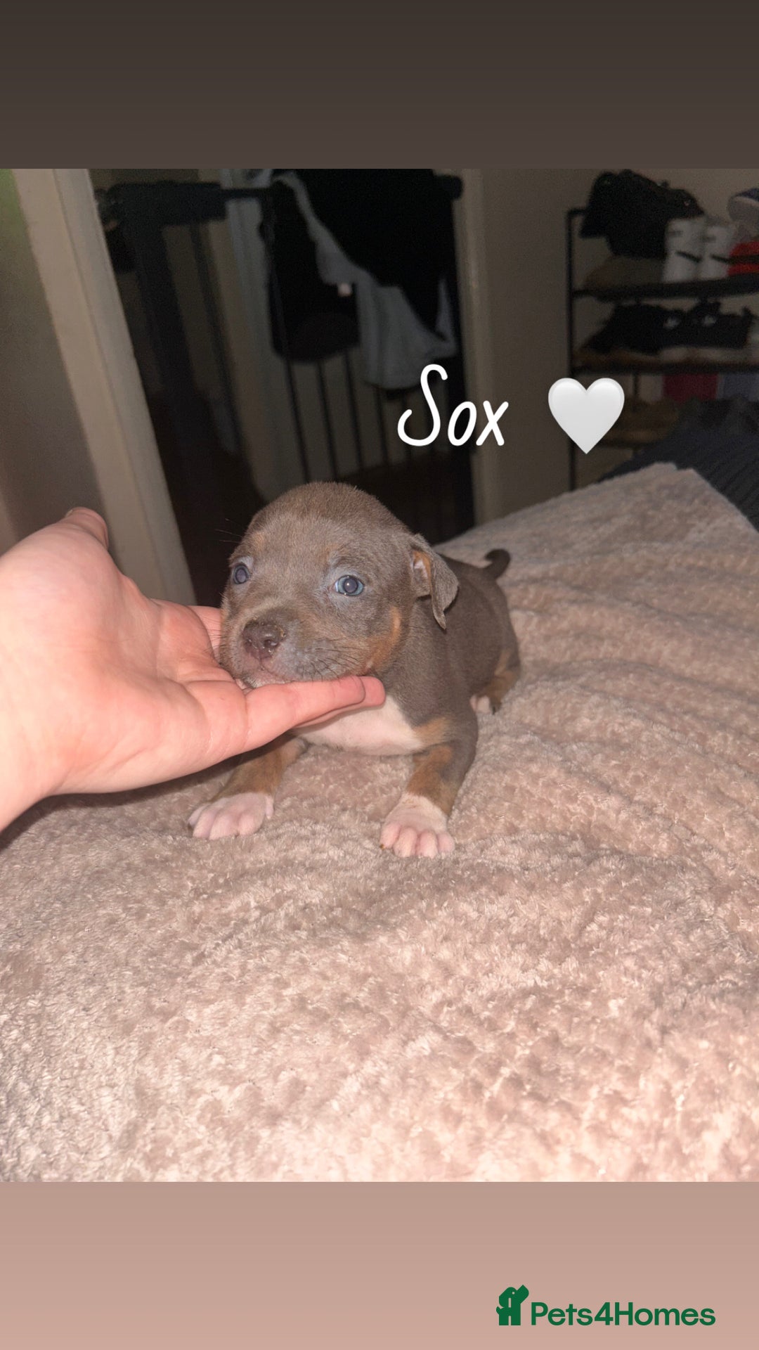 American Bully dogs for sale: Pocket Bully Pups - Advert 6