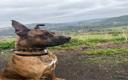 Mixed Breed dogs for sale: Urgent rehome- experienced handler  - Image 7