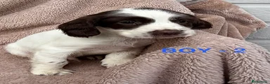 English Springer Spaniel Puppy 2