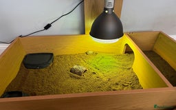 Hermann Tortoise reptiles for sale: 1 year old Hermann tortoise - Image 2