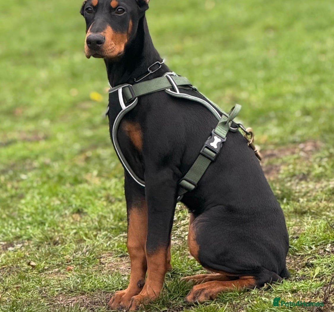Dobermann dogs 6 month old Female Dobermann  - Advert 12