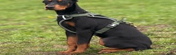 Dobermann dogs for sale: 6 month old Female Dobermann  - Advert 1