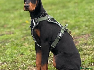 Dobermann dogs 6 month old Female Dobermann - Advert 1