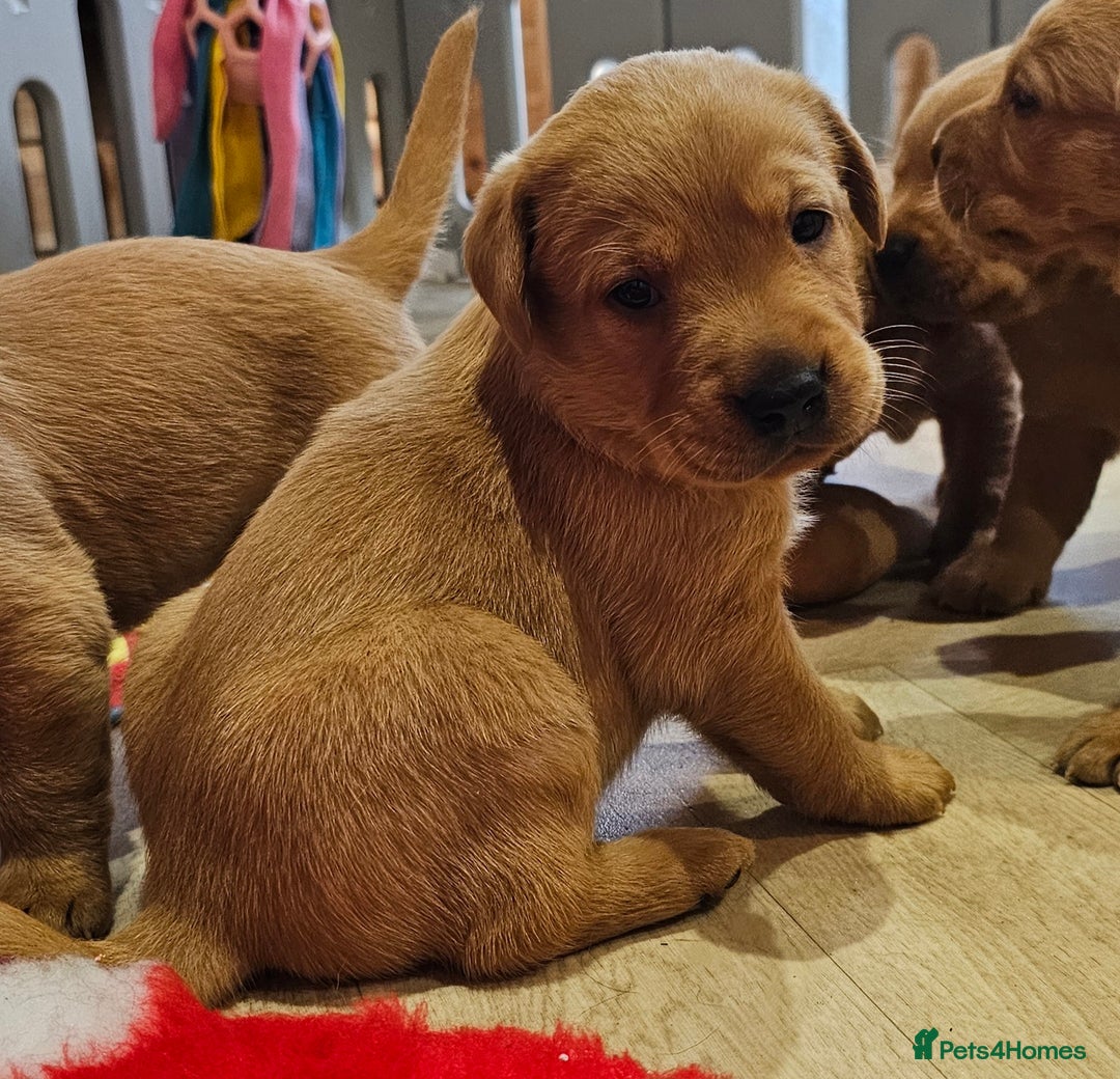 Labrador Retriever dogs for sale: 6 STUNNING KC REG FOX RED LABRADORS  - Advert 10