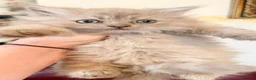Persian cats for sale: Ready to goBeautiful Persian Kittens for Sale 🐾 - Advert 5