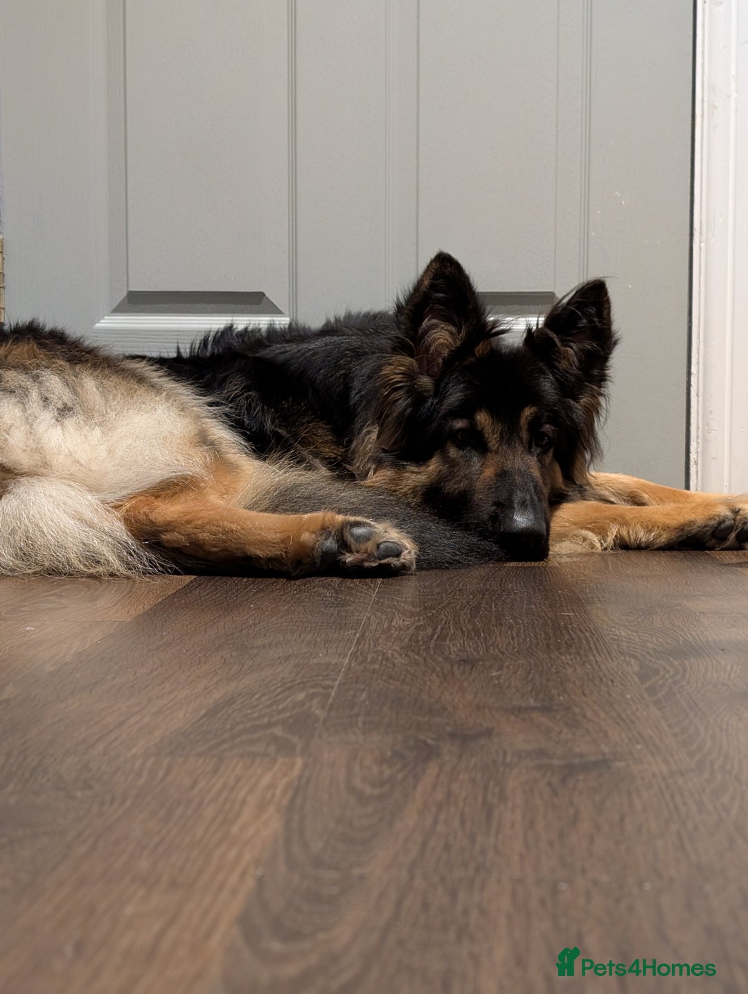 German Shepherd dogs for sale: Looking for a new home  - Advert 2