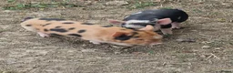 Pig livestock for sale: Piglets - Advert 2