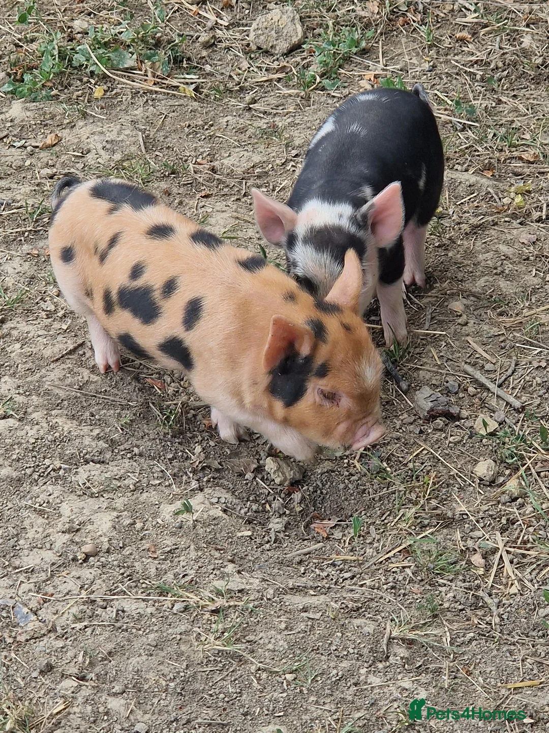 Pig livestock for sale: Piglets - Advert 2