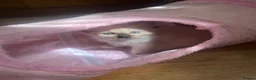Ragdoll cats for sale: Stunning ragdoll kittens - Advert 11