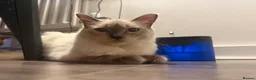 Ragdoll cats for sale: Blue eyed Ragdoll, Rehoming due to allergy  - Advert 2