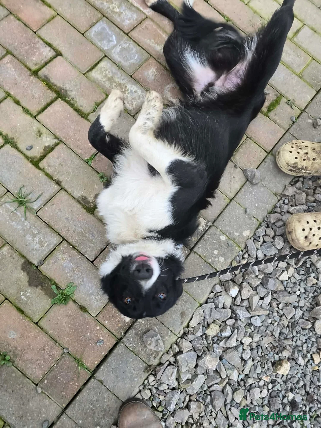 Mixed Breed dogs for adoption: RONNIE - Advert 10