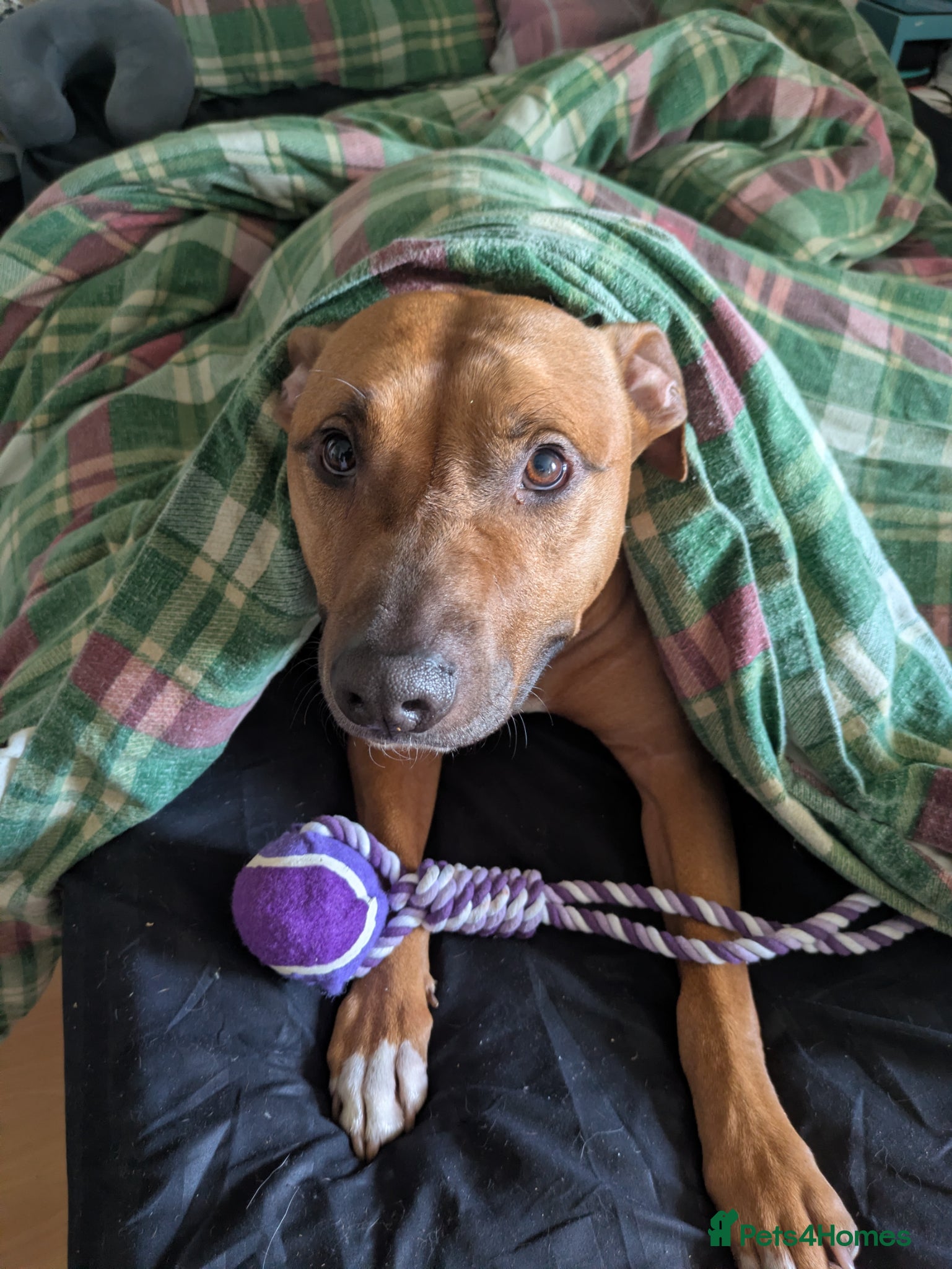 American Bull Staffy dogs Junimo Seeks Adventure  - Advert 13