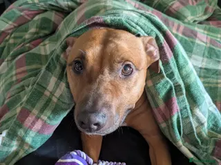 American Bull Staffy dogs Junimo Seeks Adventure - Advert 13