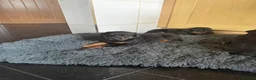 Dobermann dogs for sale: Dobermann puppies available - loving homes wanted  - Advert 21