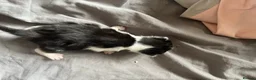 Mixed Breed cats for sale: 3 kittens ready for adoption  in Stroud - Advert 4