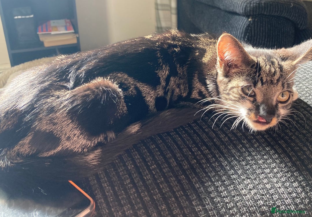 Domestic Shorthair cats for sale: Female kitten 4 months old - Image 2