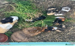Guinea Pig rodents for sale: Baby Guinea Pigs for Sale - Image 6