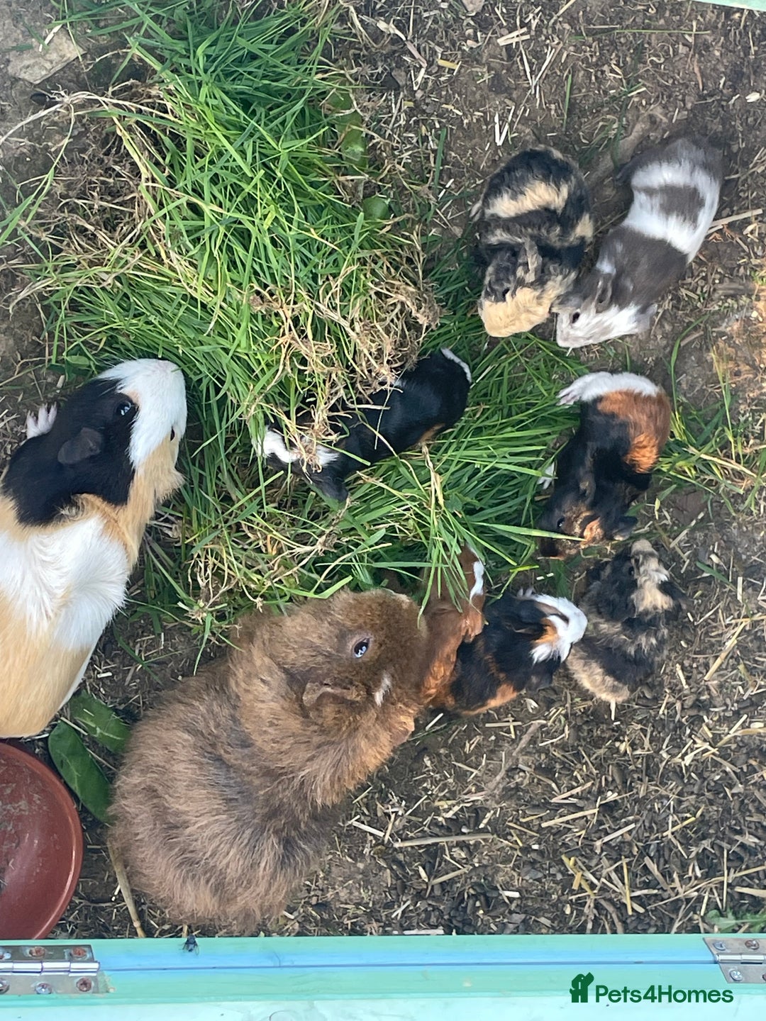 Guinea Pig rodents for sale: Baby Guinea Pigs for Sale - Image 6