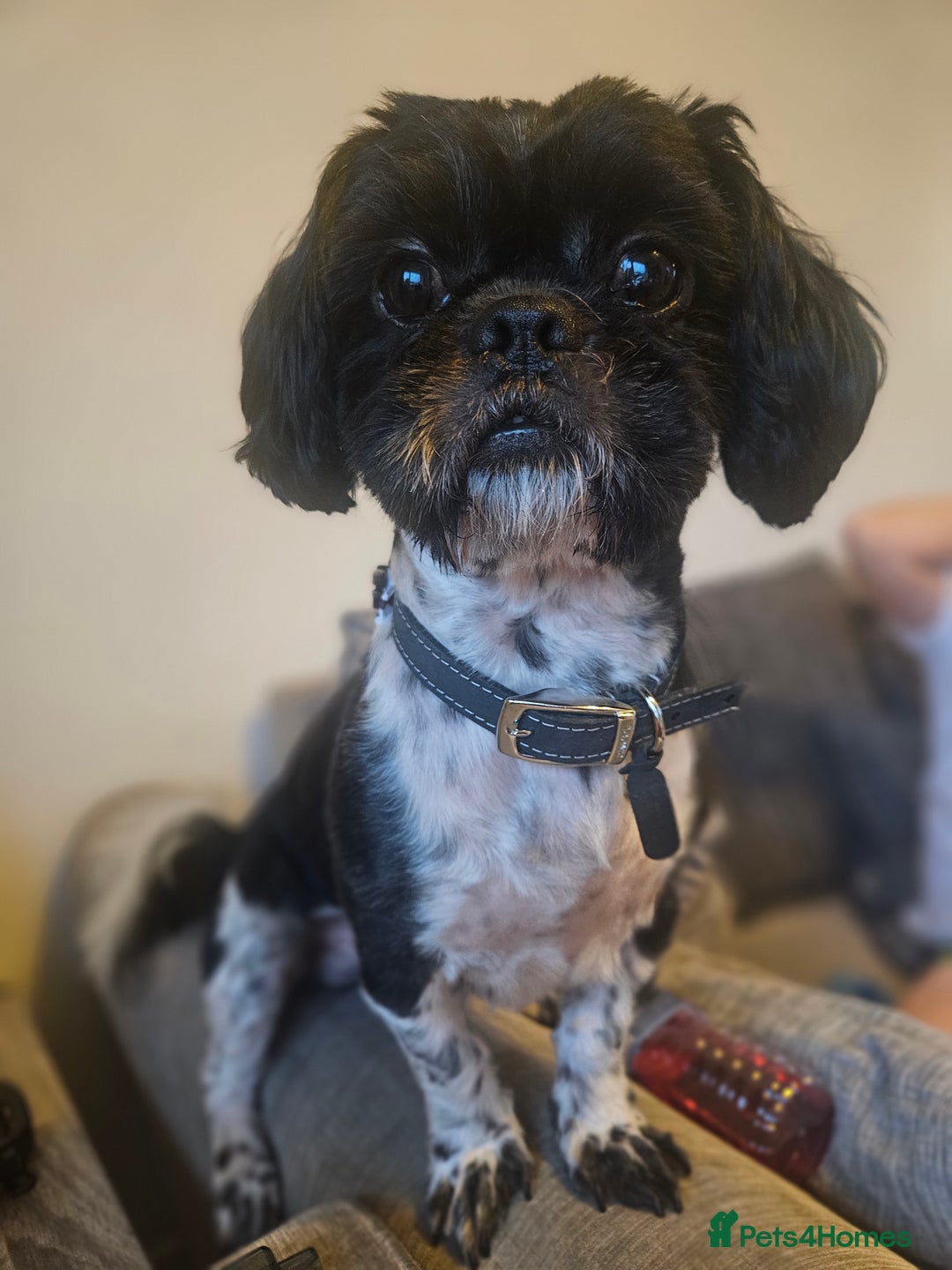 Shih Tzu dogs for stud: BRUCE -male dog looking to stud for the 1st time in Stockport - Image 9