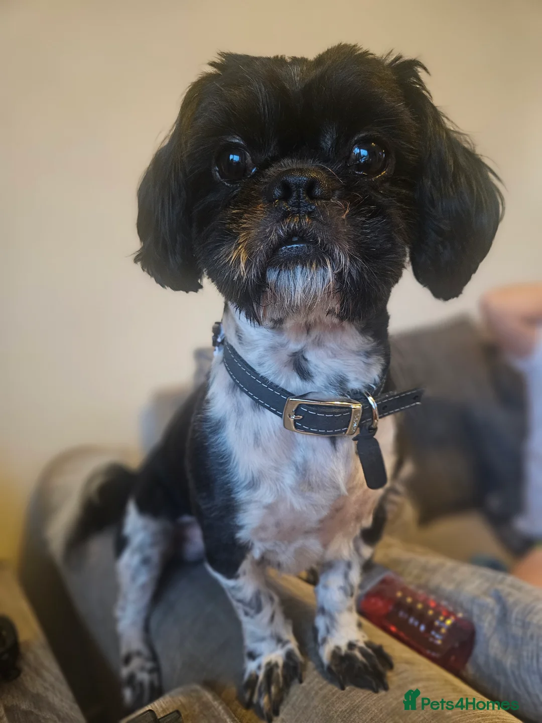 Shih Tzu dogs for stud: BRUCE -male dog looking to stud for the 1st time in Stockport - Advert 9