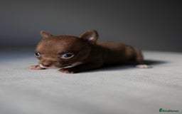 Chihuahua dogs for sale: Micro Chihuahua Puppies - Exceptional Lines - Image 4