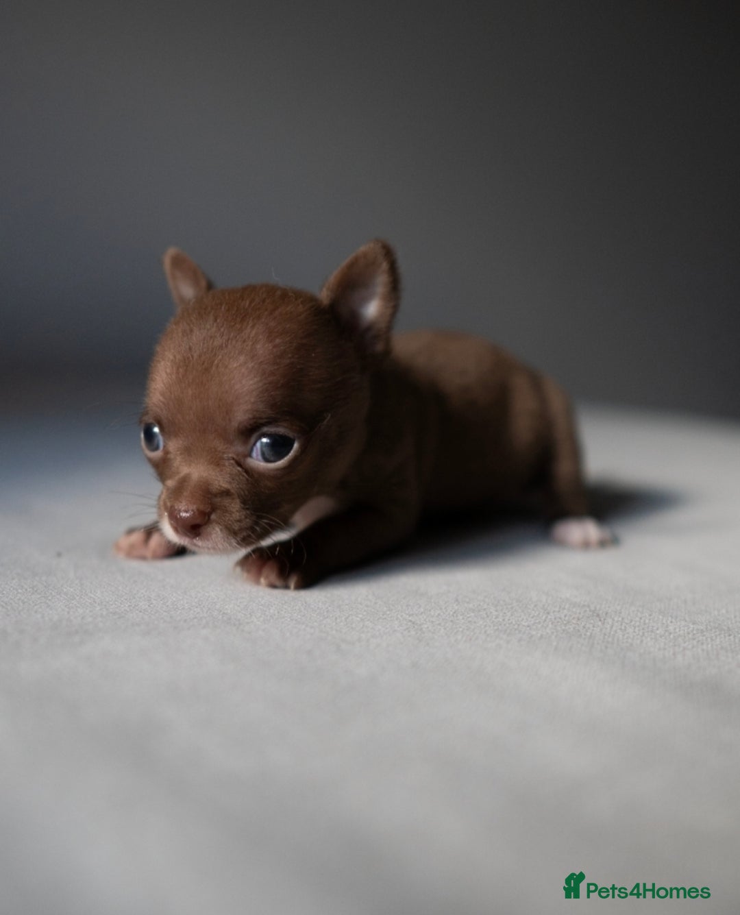Chihuahua dogs for sale: Micro Chihuahua Puppies - Exceptional Lines - Image 4