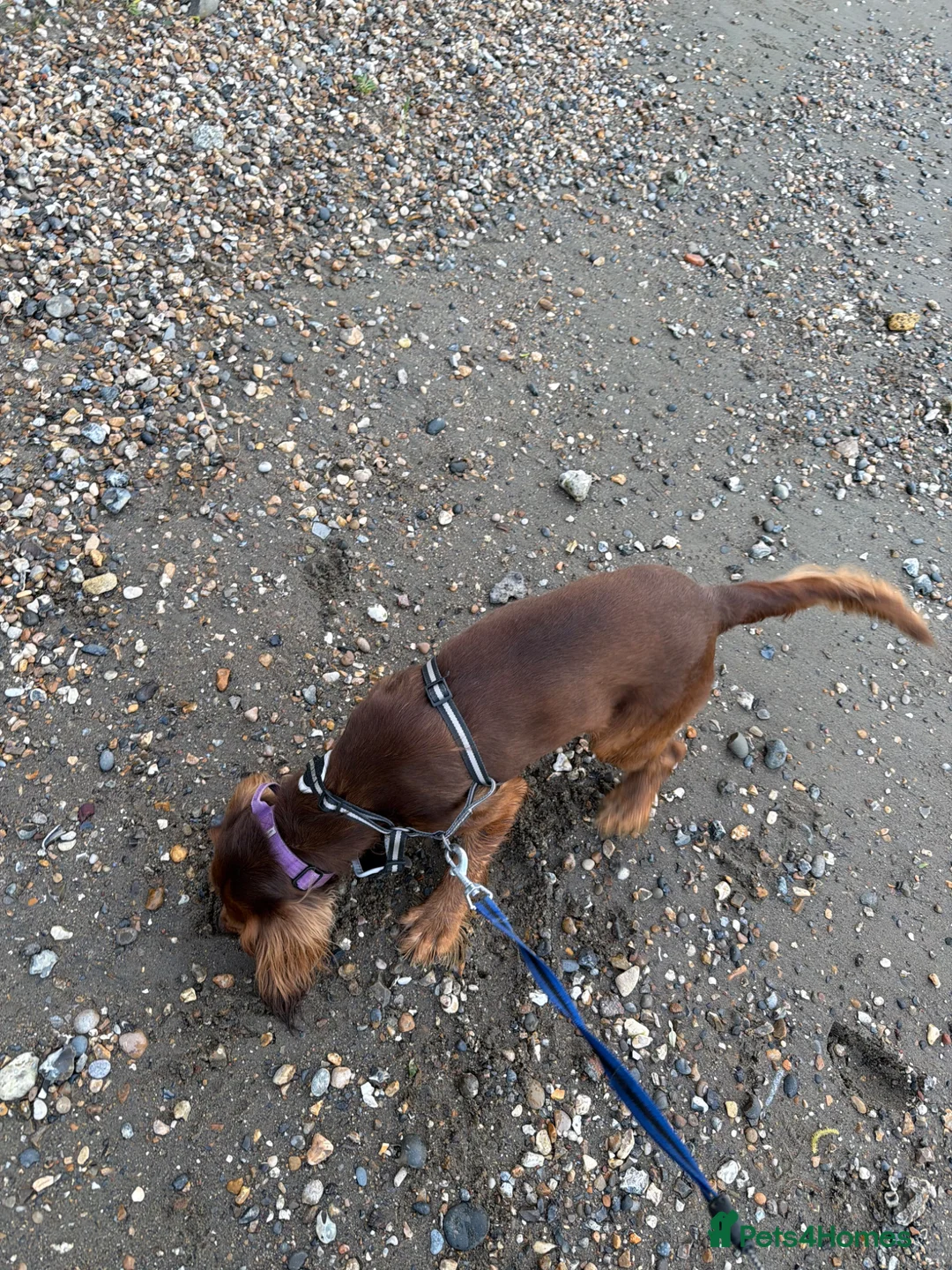 English Springer Spaniel dogs for sale: Buddy in London - Advert 2