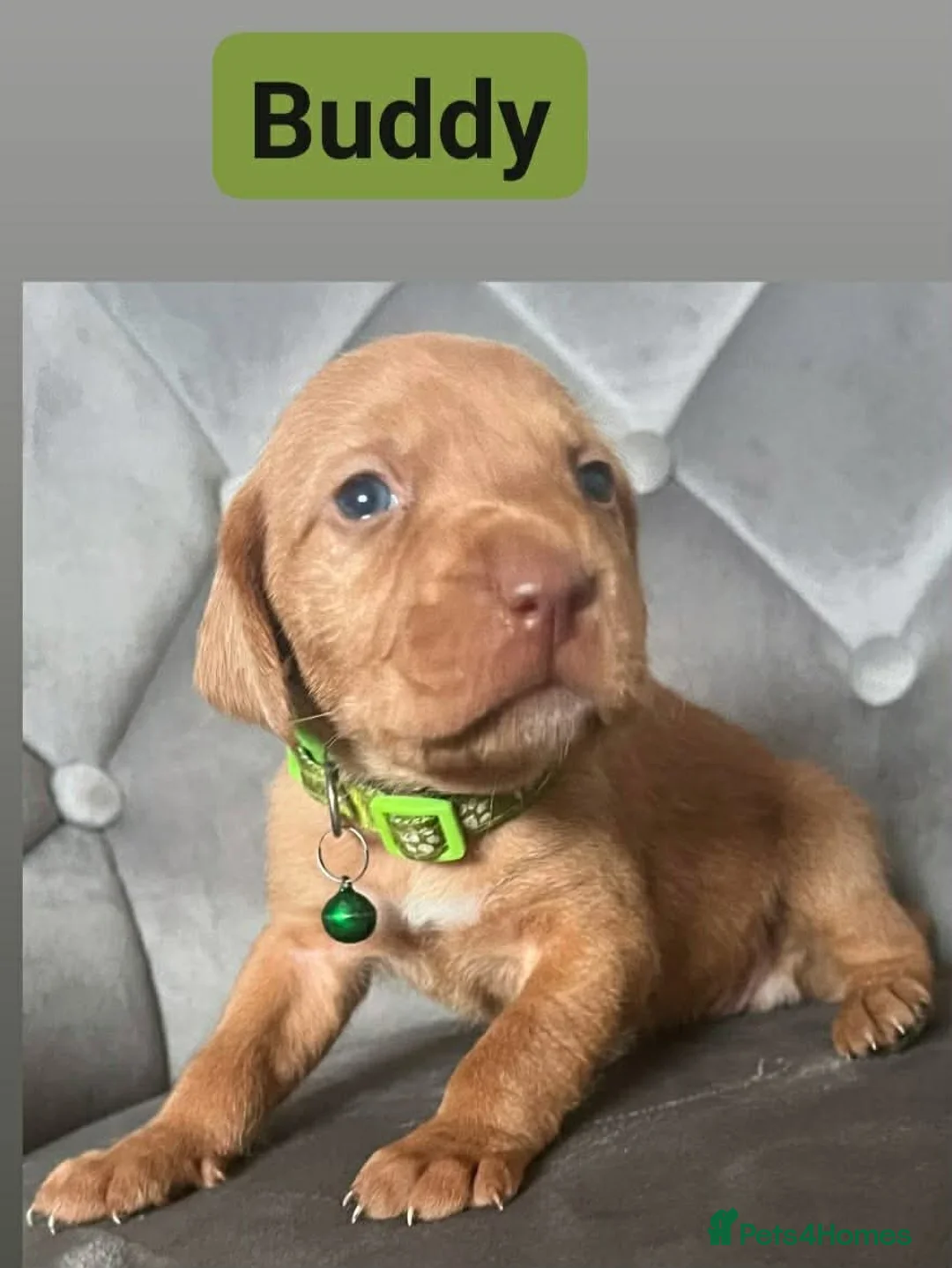 Hungarian Vizsla dogs for sale: Extra Ordinary Beautiful Hungarian Vizsla - Advert 26