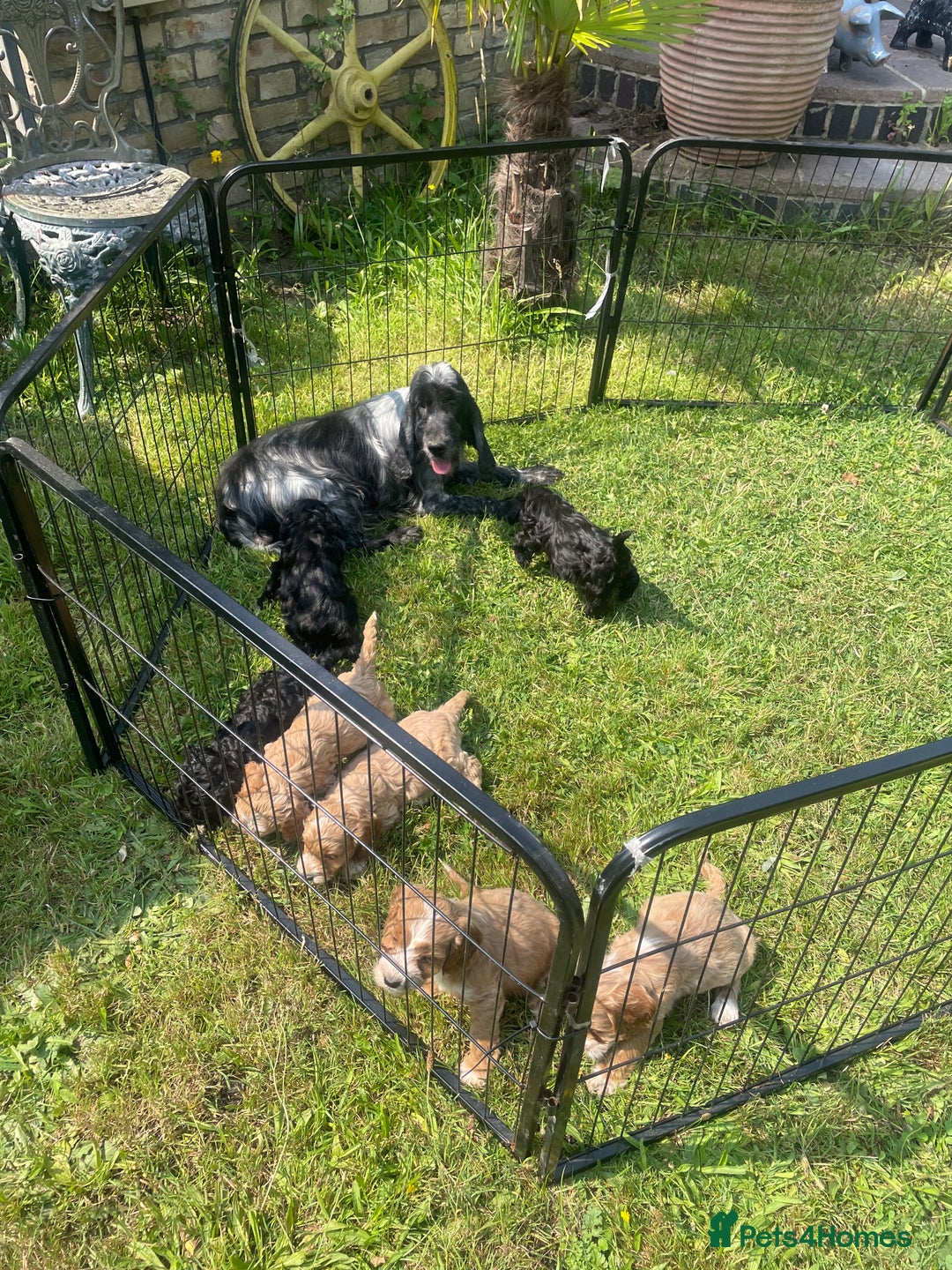 Cockapoo dogs for sale: Beautiful show cockapoo puppies - Image 5