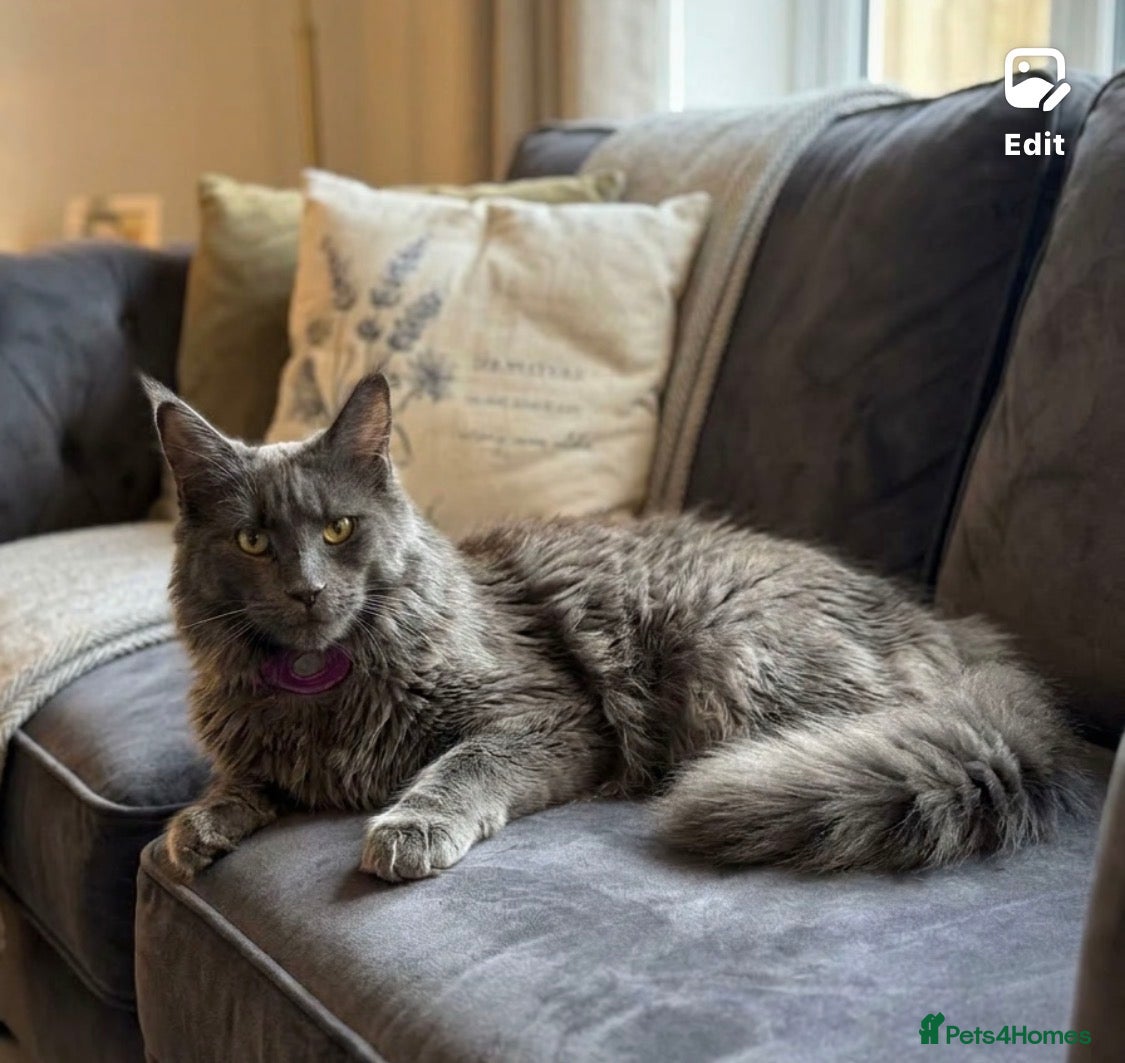 Maine Coon cats TICA registered female Mainecoon  - Advert 1