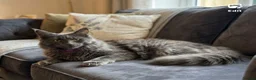 Maine Coon cats for sale: TICA registered female Mainecoon  - Advert 2
