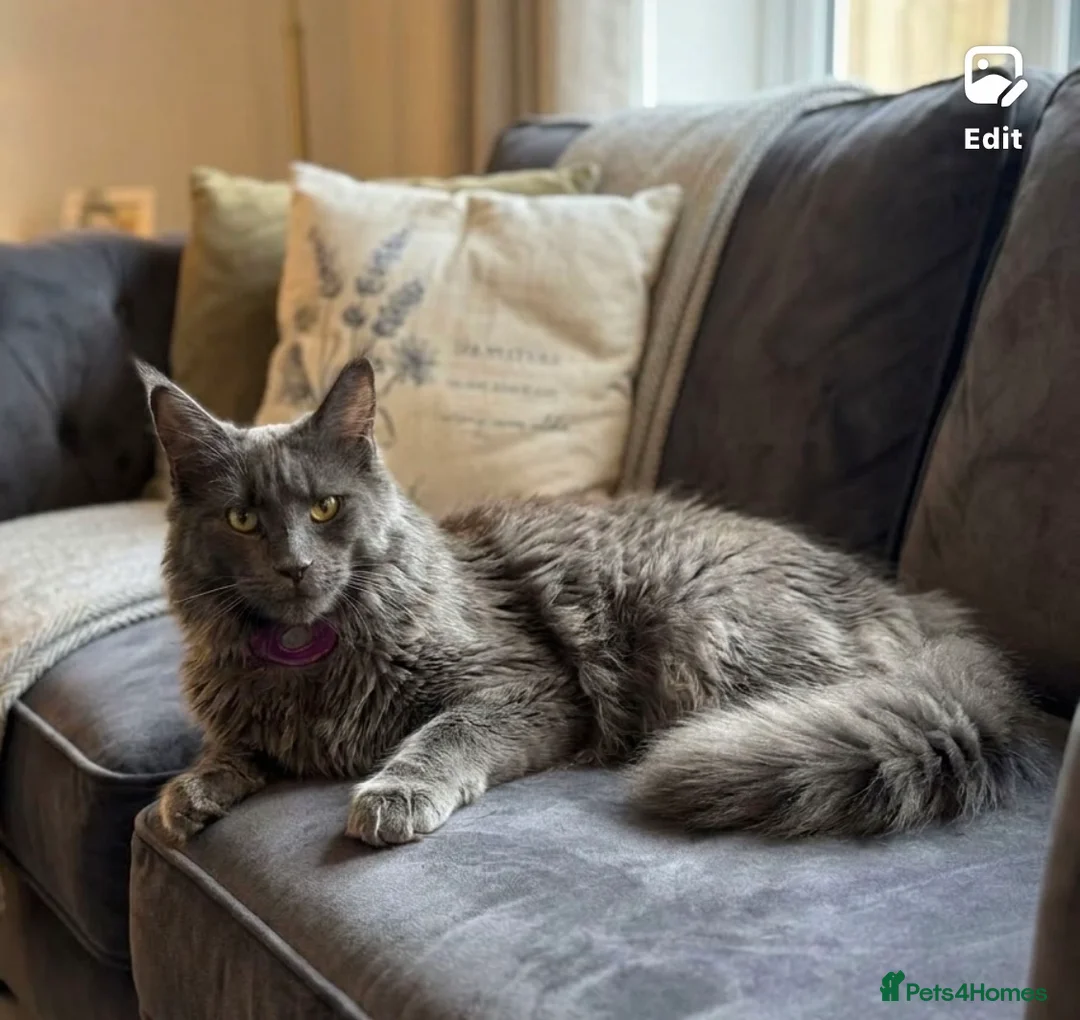 Maine Coon cats for sale: TICA registered female Mainecoon  - Advert 2
