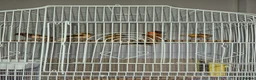 Canaries birds for sale: Harlequin canarys  - Advert 6