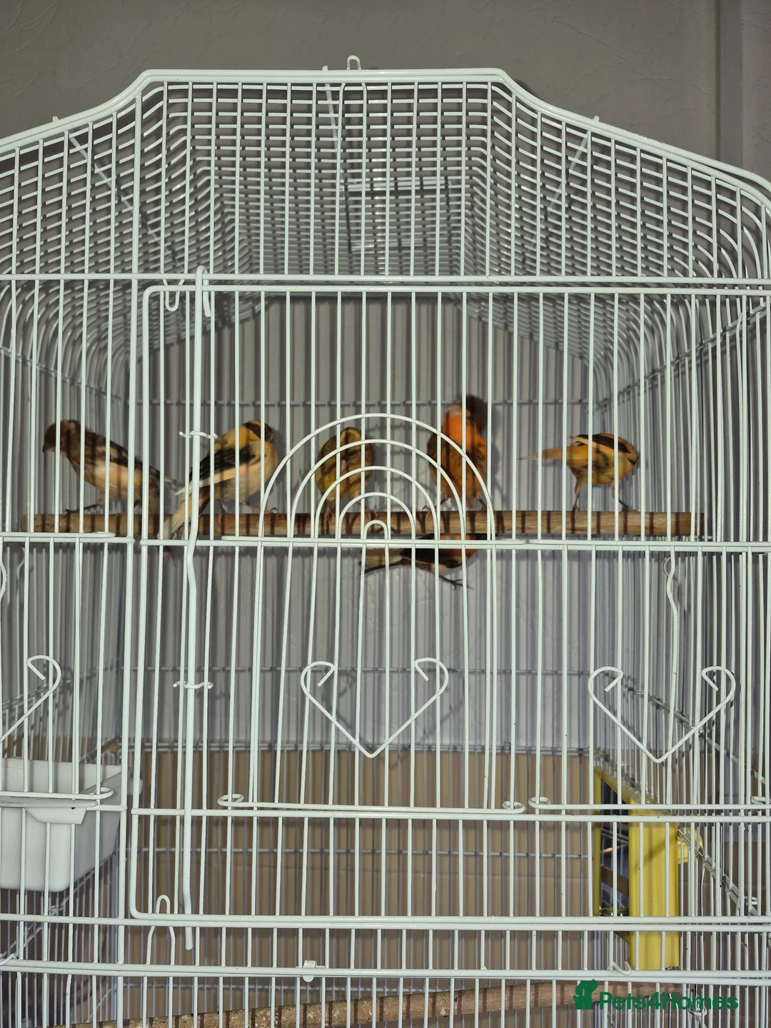 Canaries birds for sale: Harlequin canarys  - Advert 6