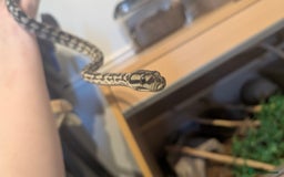 Python Snake reptiles for sale: Coastal Carpet Python  - Image 3
