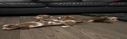 Miniature Dachshund dogs for sale: Beautiful miniature long haired dachshund  in Witham - Advert 8