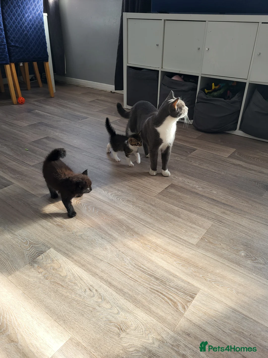 Mixed Breed cats for sale: Beautiful kittens looking for forever homes  - Advert 2