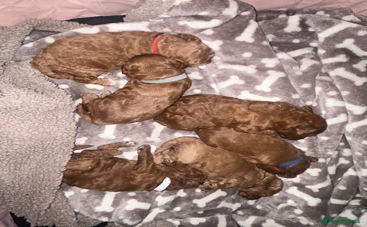Cavapoo dogs - Advert 6