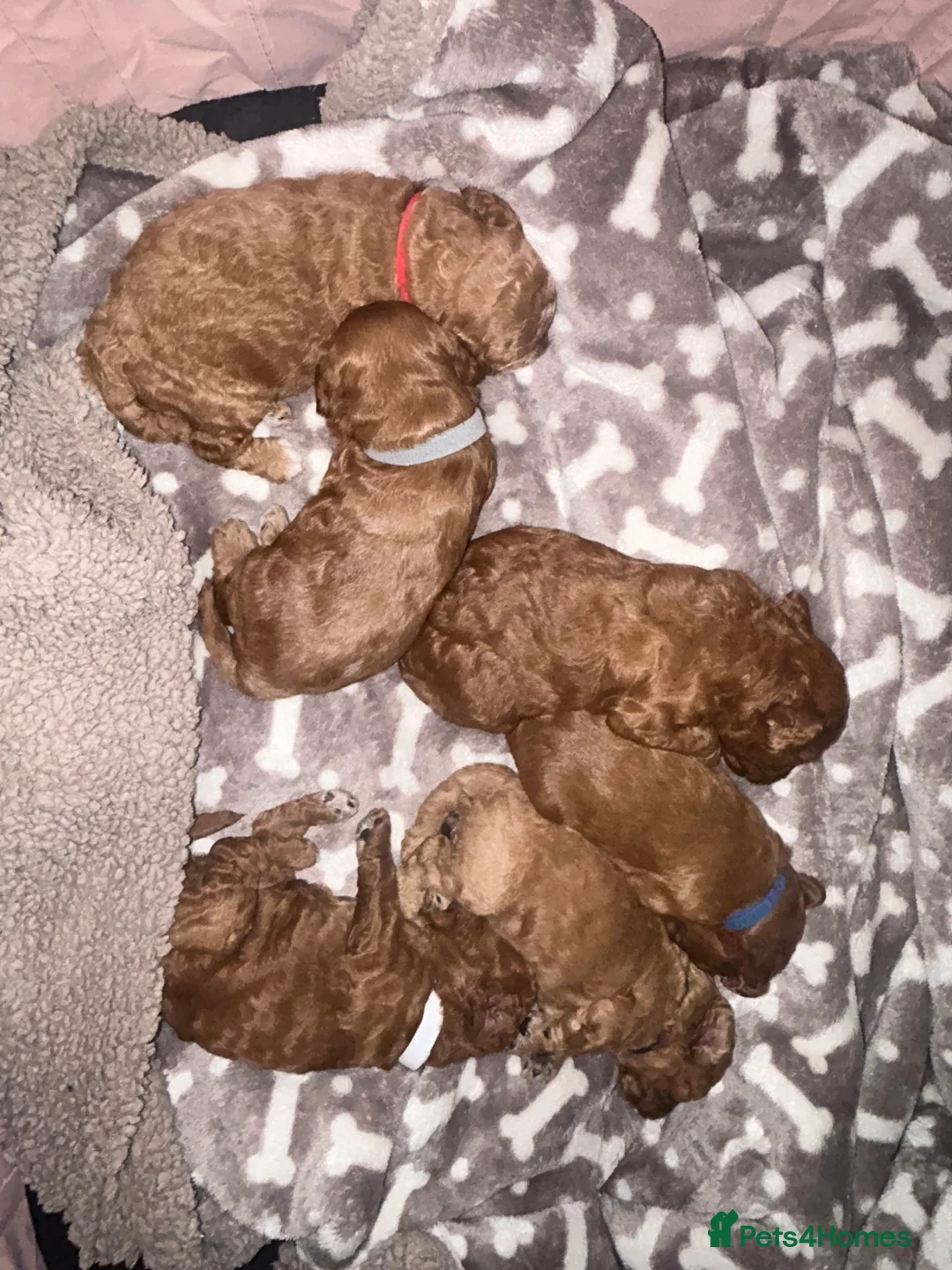 Cavapoo dogs for sale: Extensively DNA health tested and trained girl   - Advert 23