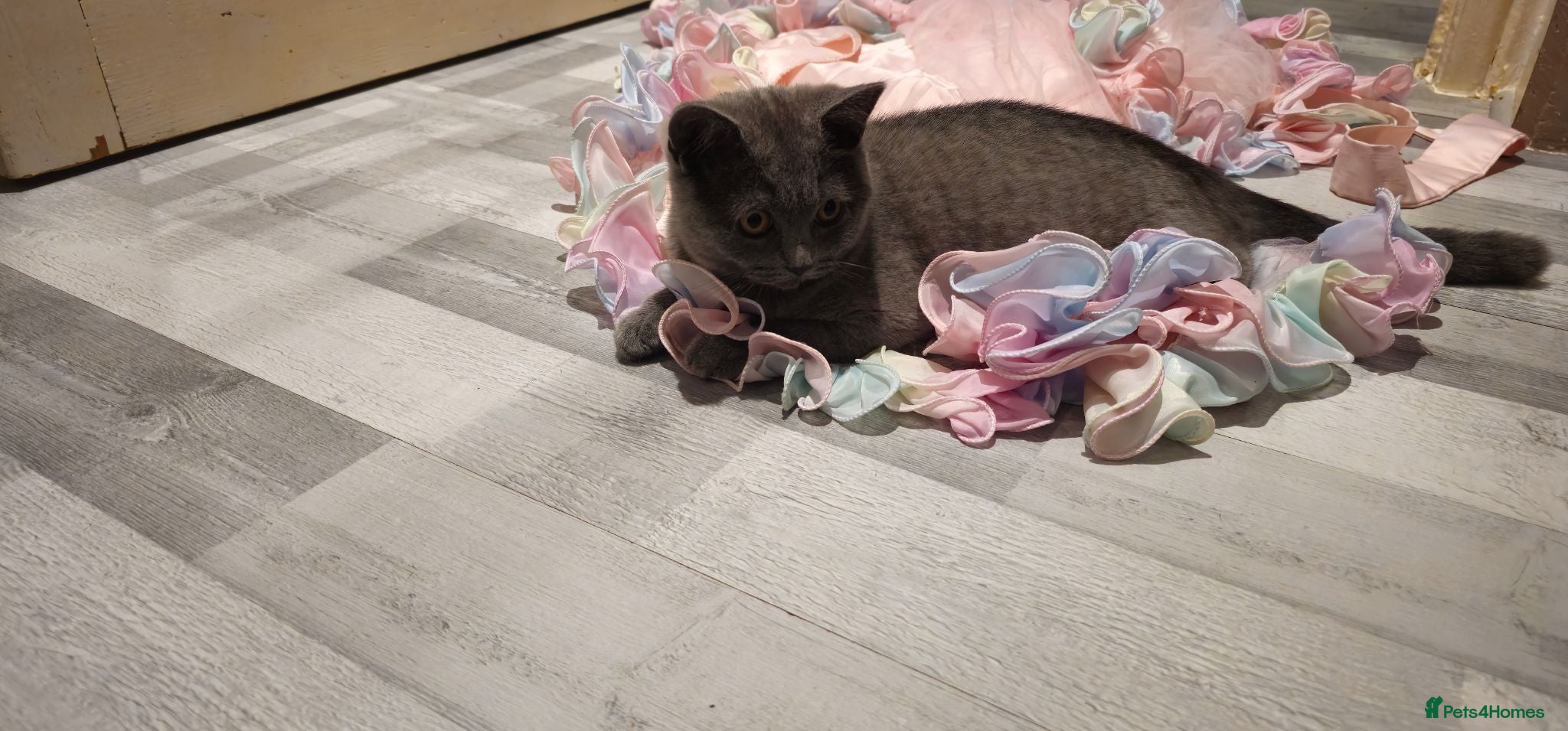 British Shorthair cats 2 lovely British shorthair kitten left  - Advert 1