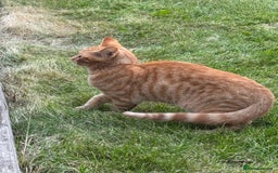Domestic Shorthair cats for sale: Kitten Looking for a Loving Home - Image 2