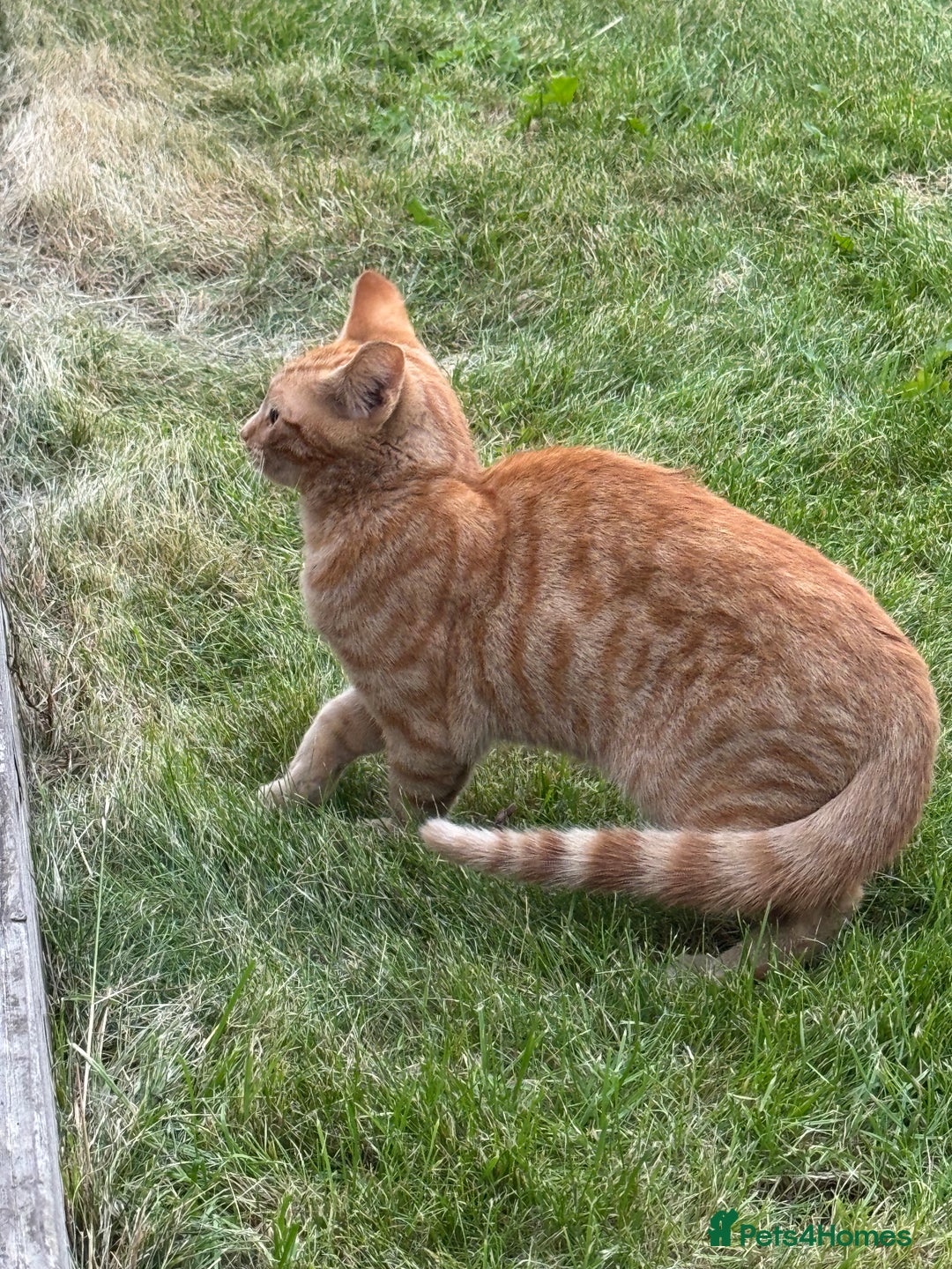 Domestic Shorthair cats for sale: Kitten Looking for a Loving Home - Image 2