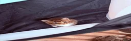 Mixed Breed cats for sale: Cute Kittens Ready for Loving Homes - Advert 33