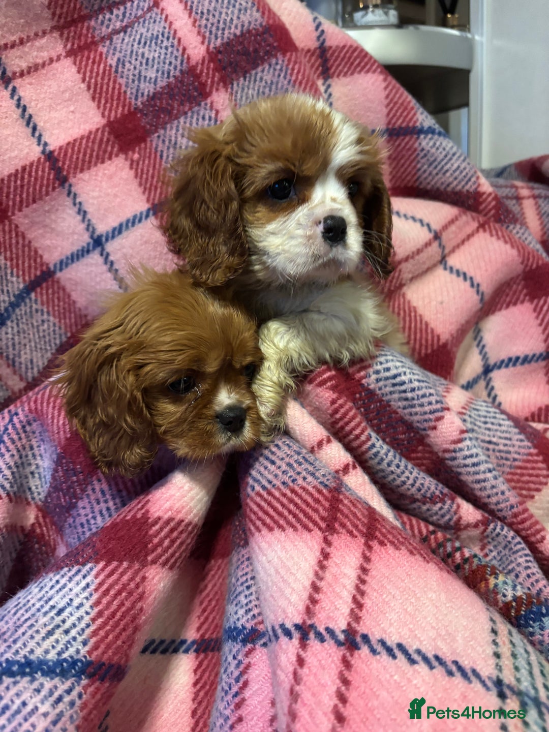 Cavalier King Charles Spaniel dogs for sale: KC registered cavalier king charles spaniels ⭐️🐶 - Image 3