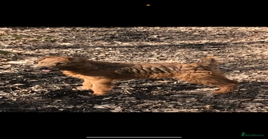 Mixed Breed dogs 4 Stunning Patterdale X Lakeland Terrier puppies - Advert 11