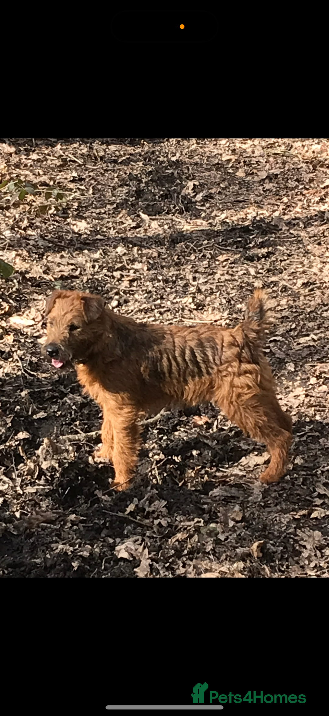 Mixed Breed dogs for sale: 4 Stunning Patterdale X Lakeland Terrier puppies - Image 8