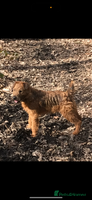 Mixed Breed dogs 4 Stunning Patterdale X Lakeland Terrier puppies - Advert 12